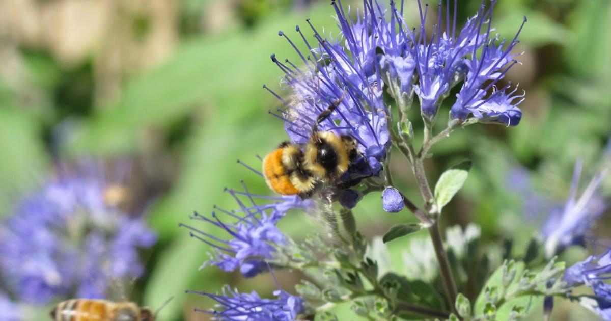Top Insect Pollinators OUTDOORS: Attracting insect pollinators to your garden | Outdoors ...