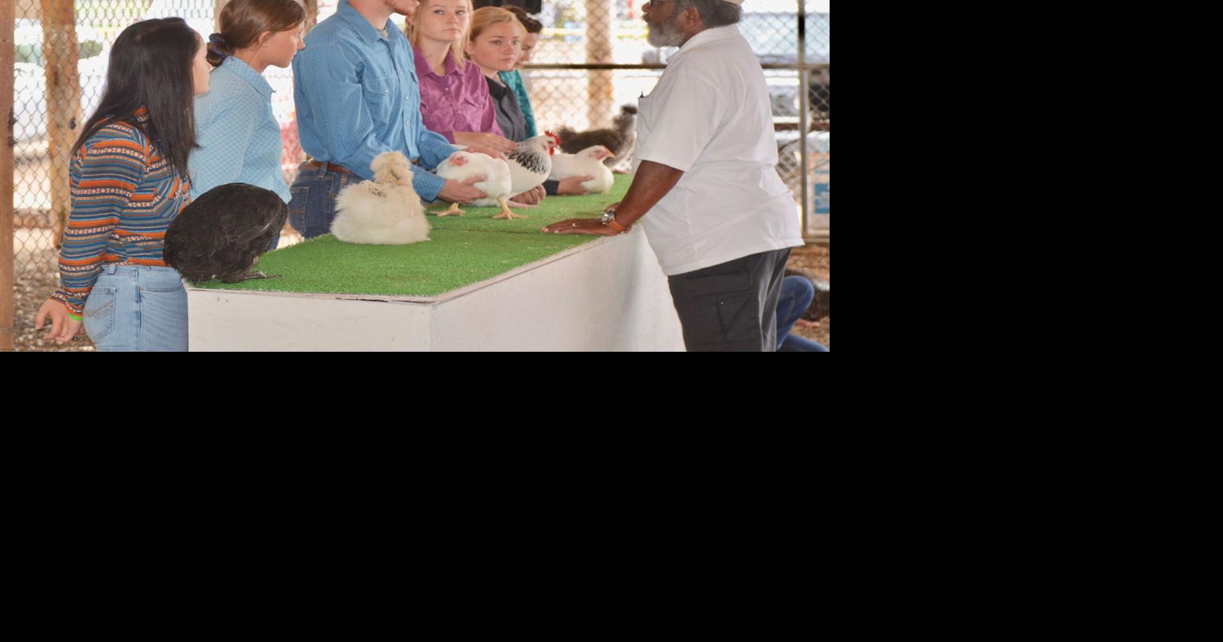 Total of 84 poultry entries and rabbits keep judges busy News