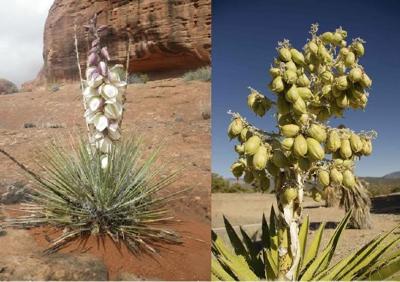 WHAT'S BUGGING YOU?: Banana Yucca: Not a Pretty Lily Anymore | Outdoors |  deltacountyindependent.com