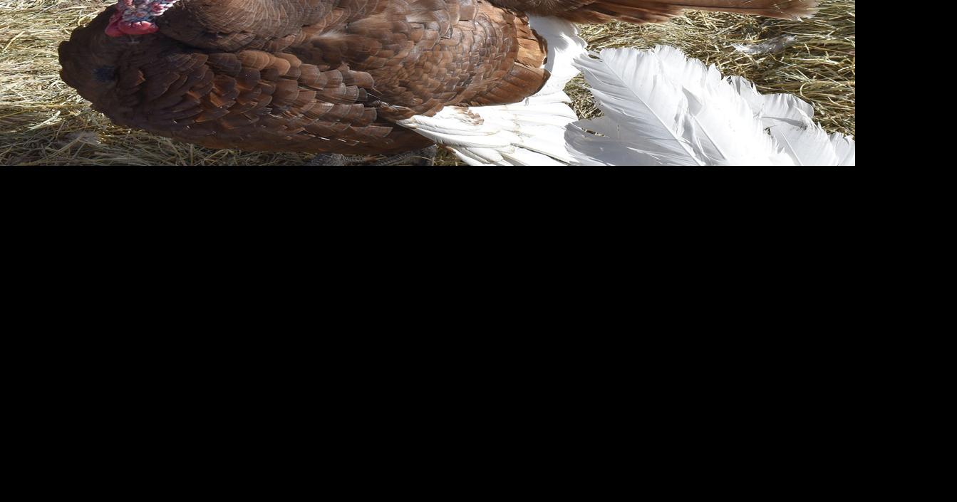 Everything you ever wanted to know about turkeys but were afraid to ask