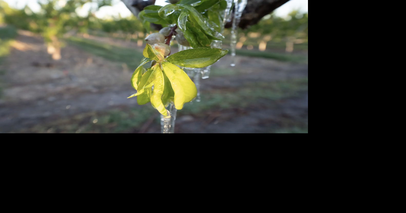 Palisade farmers take on low temperatures in a fight to save peaches from April freezes; Fruit growers on the Western Slope fought hard to protect their crops from cold weather, clear skies, still air and the notorious, deadly hard freeze