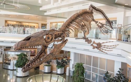 North America's oldest mosasaur fossil found at Grand Staircase-Escalante -  Moab Sun News