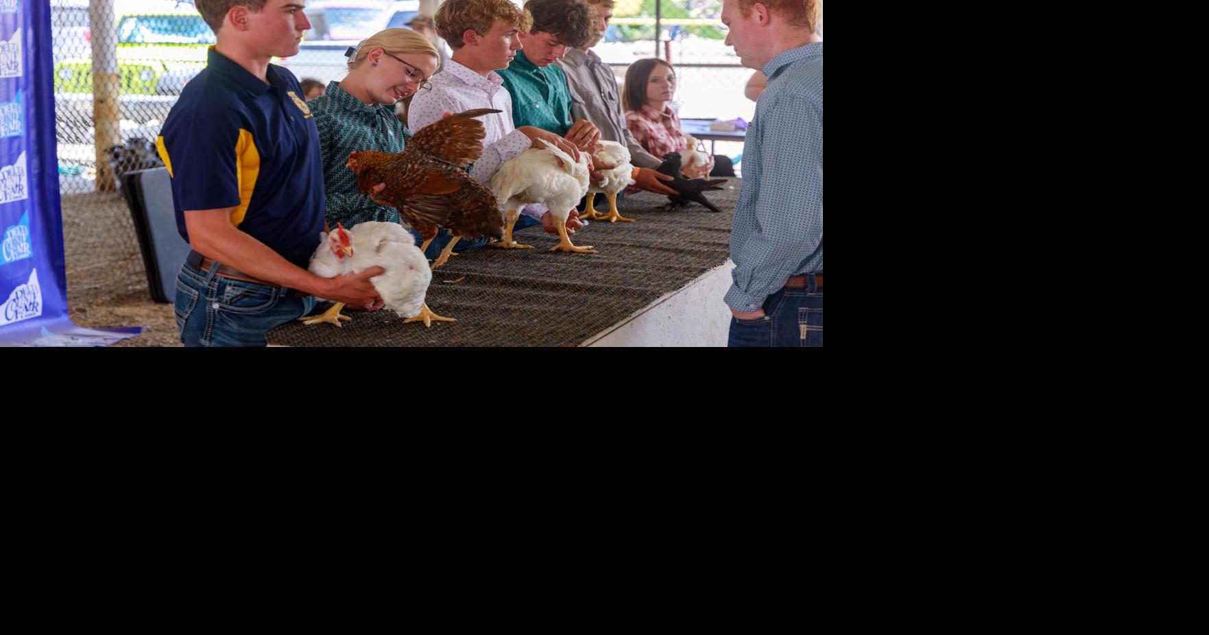 Birds take the stage at annual poultry show | Complimentary ...