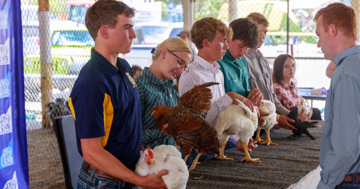 Poultry Prom Birds take the stage at annual poultry show | Complimentary ...