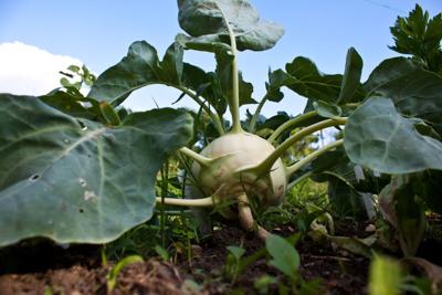 FOOD: Ode to Kohlrabi