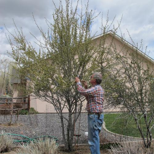 Bugging Into Spring WHAT'S BUGGING YOU?: Time To Finish Your Spring Pruning Chores ...