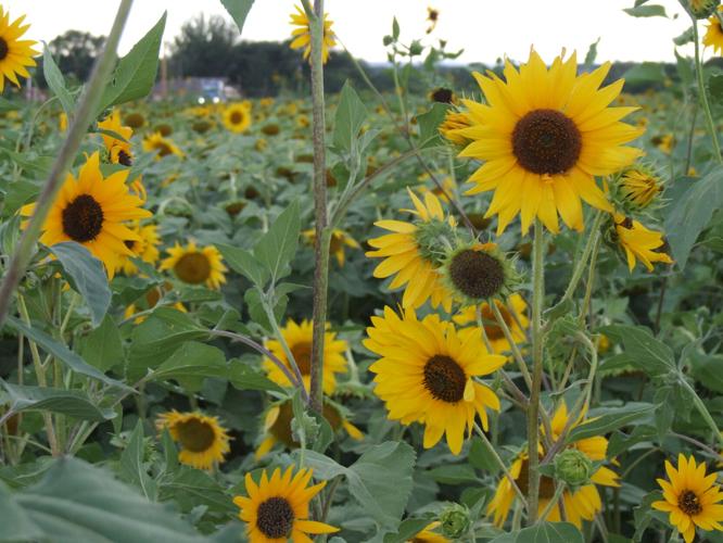 Sunflowers offer photo ops and driveby beauty near Olathe News