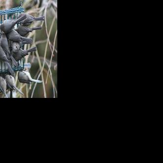 WHAT'S BUGGING YOU?: Birds of a Like Feather Flock to Garden Feeders ...