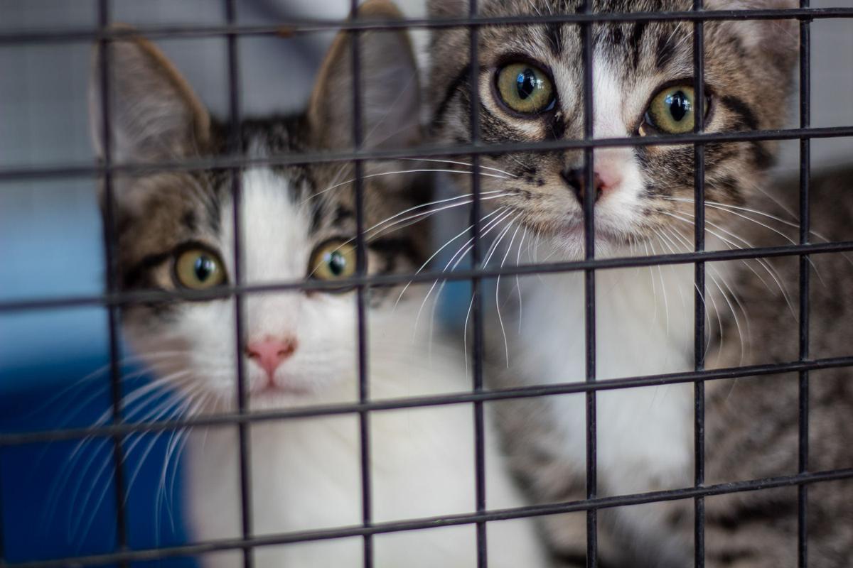 Keeping Pets And Animals Safe During The Covid 19 Pandemic Coronavirus Deltacountyindependent Com