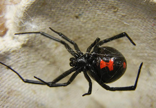 immature western black widow