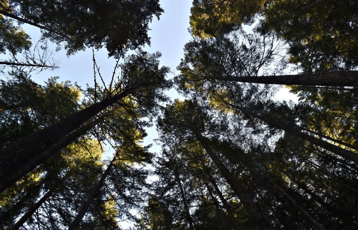011716-adh-nws-TimberIssue02-my (copy)