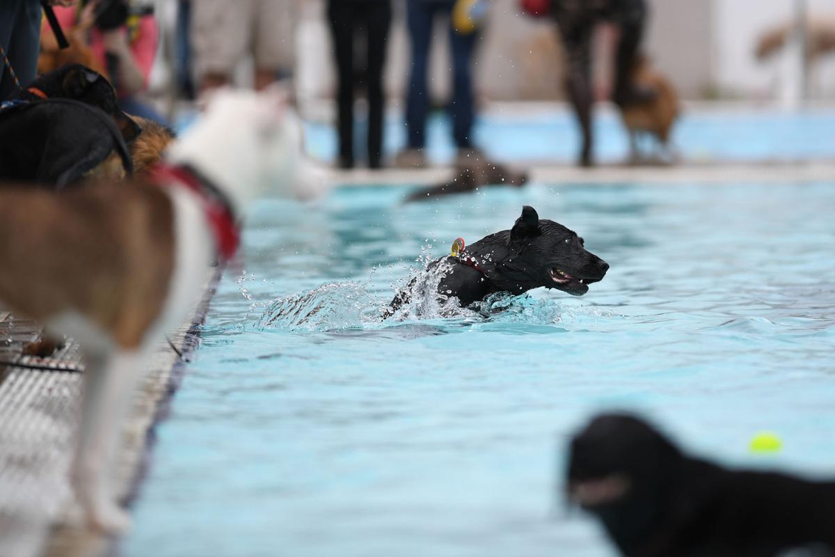 100817-cgt-nws-dogs-0010-ao.jpg