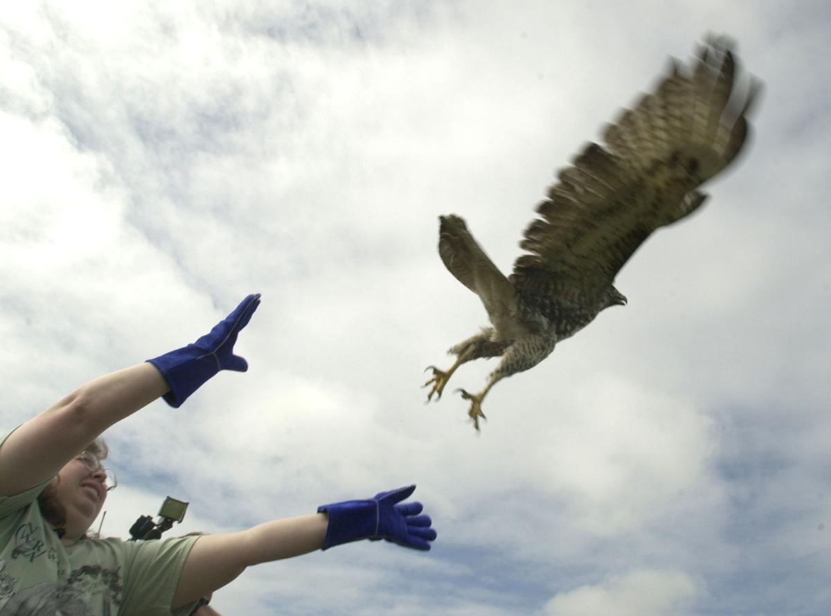 03-31-2001-Hawk Release-km