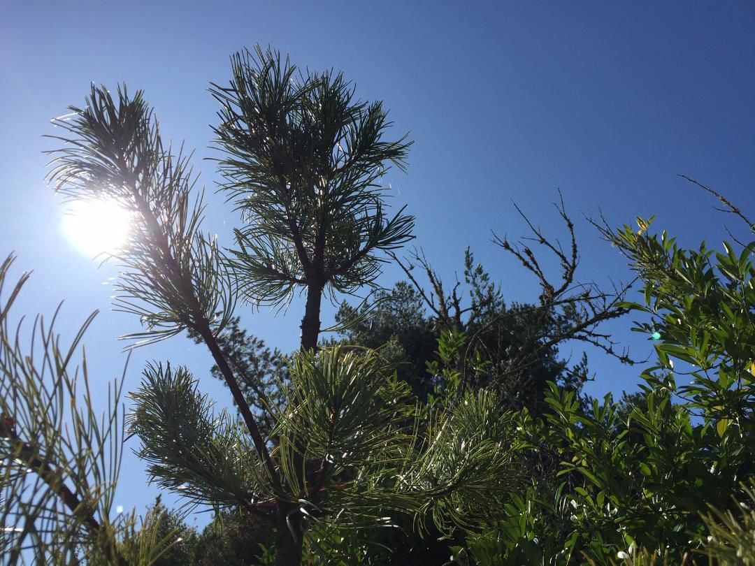 Sunny Pine 10-9-19