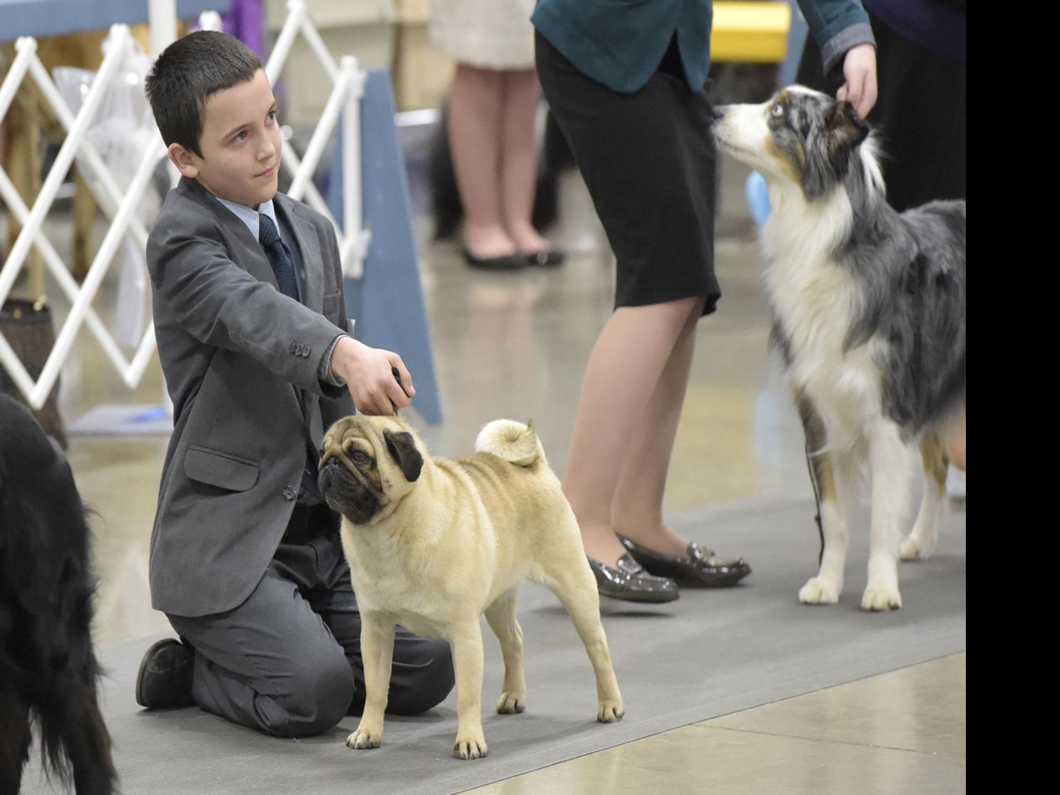 akc dog show coming to expo center local democratherald com