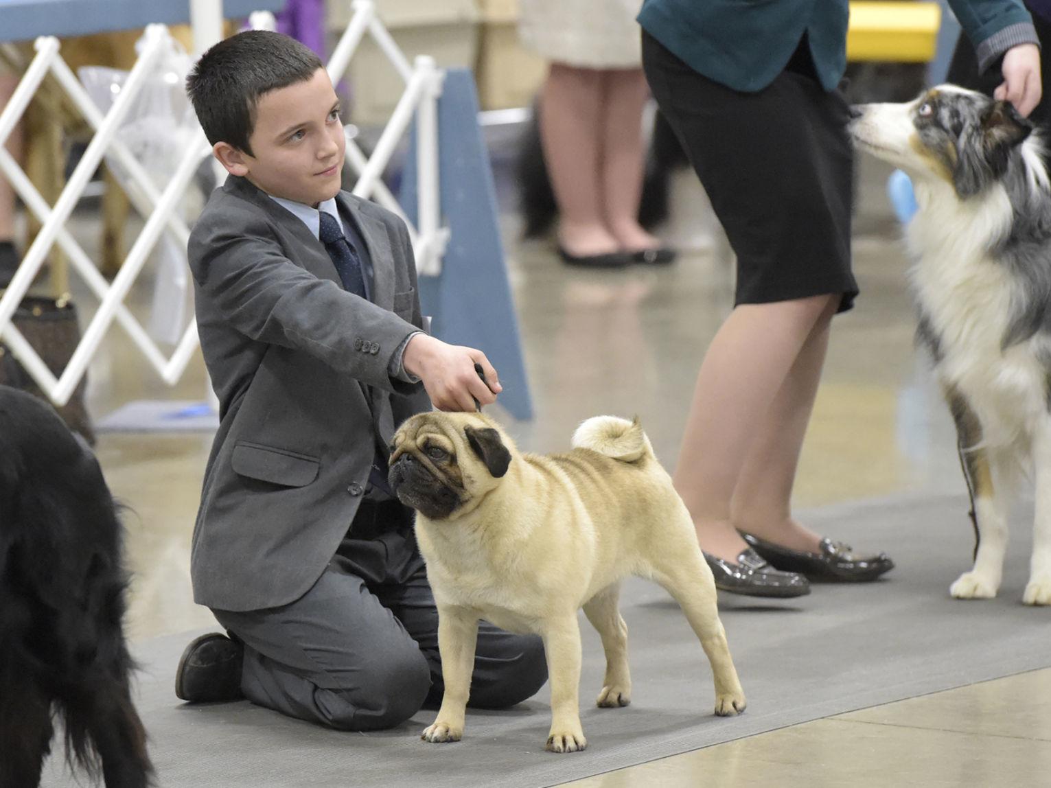 akc dog show coming to expo center local democratherald com