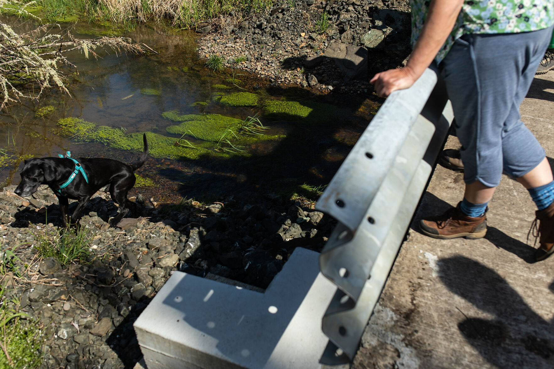 Along the Marys River a beaver human partnership grows