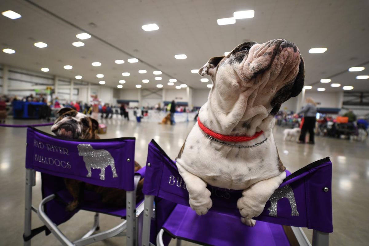 Dog show more than show at Expo Center Local