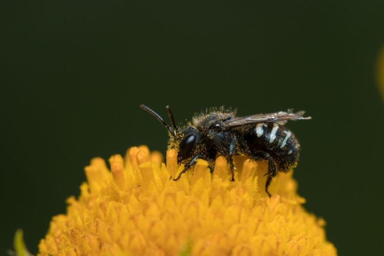 Inaugural Oregon report details bee health progress