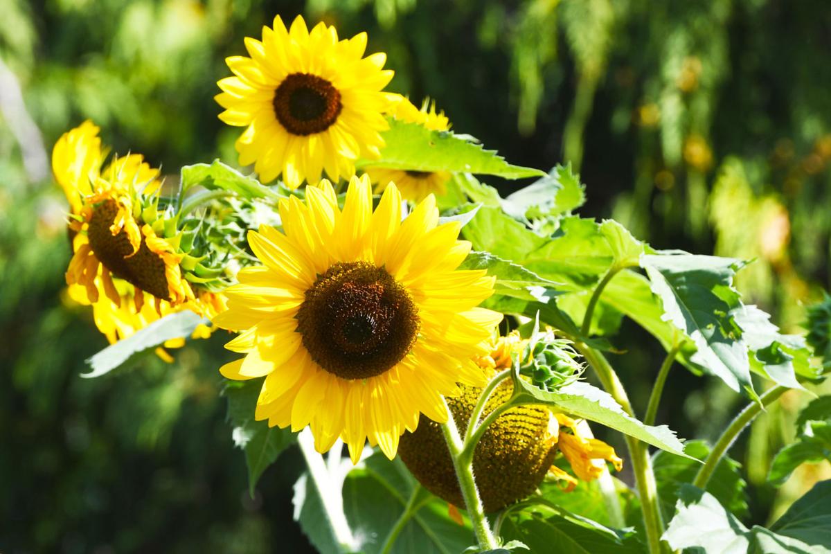 An Unexpected Blessing Corvallis Woman S Sunflowers Bring People Together Local Democratherald Com
