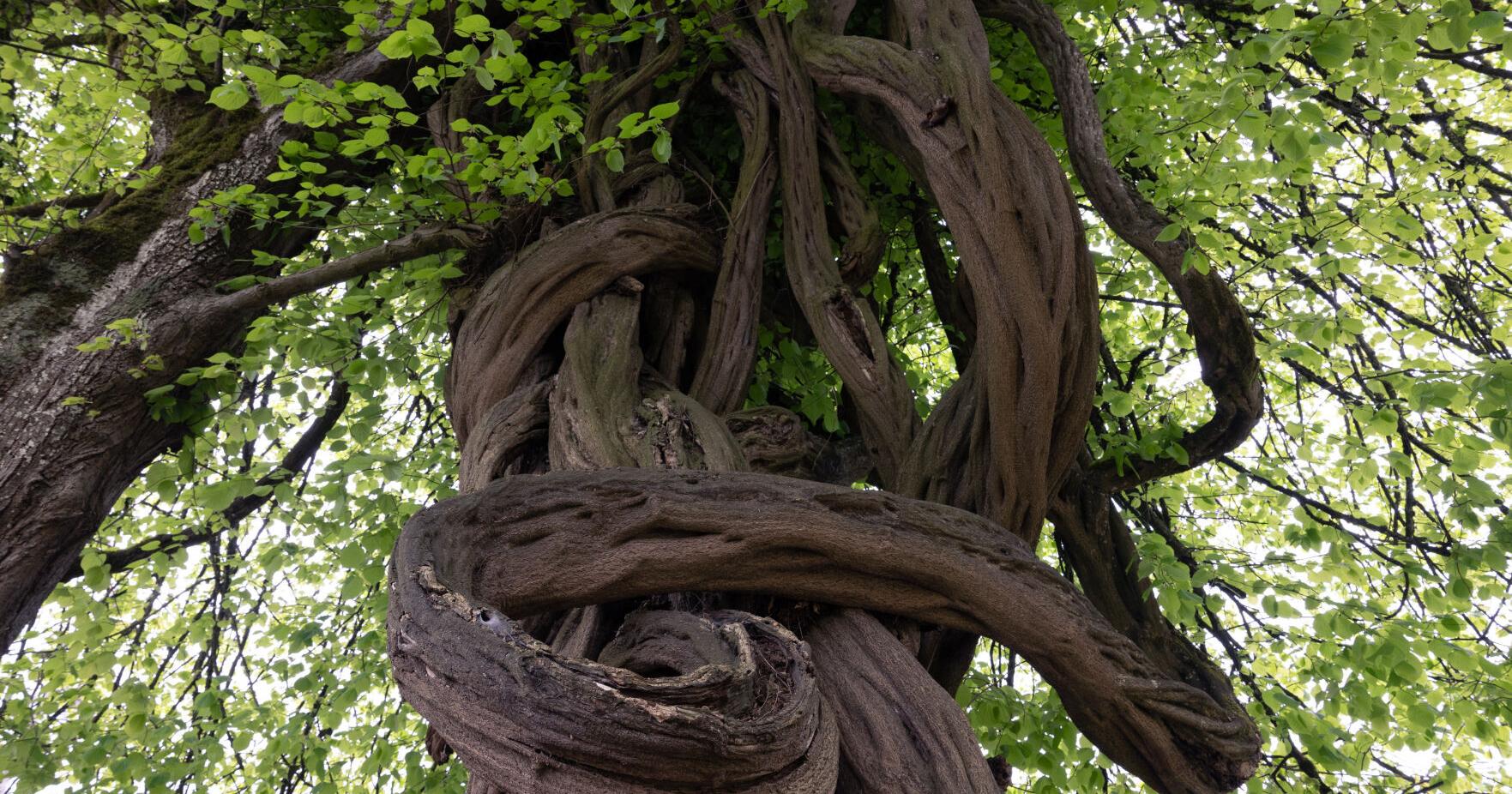 Oregon honors 150-years-old wisteria tree in Brownsville - Vimarsana News