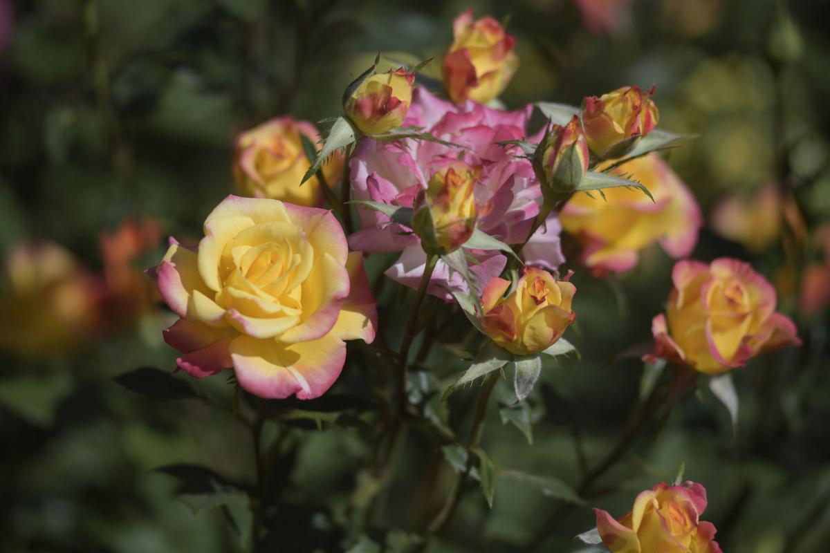 Gallery Roses From John Sitton S Rose Garden Local Democratherald Com