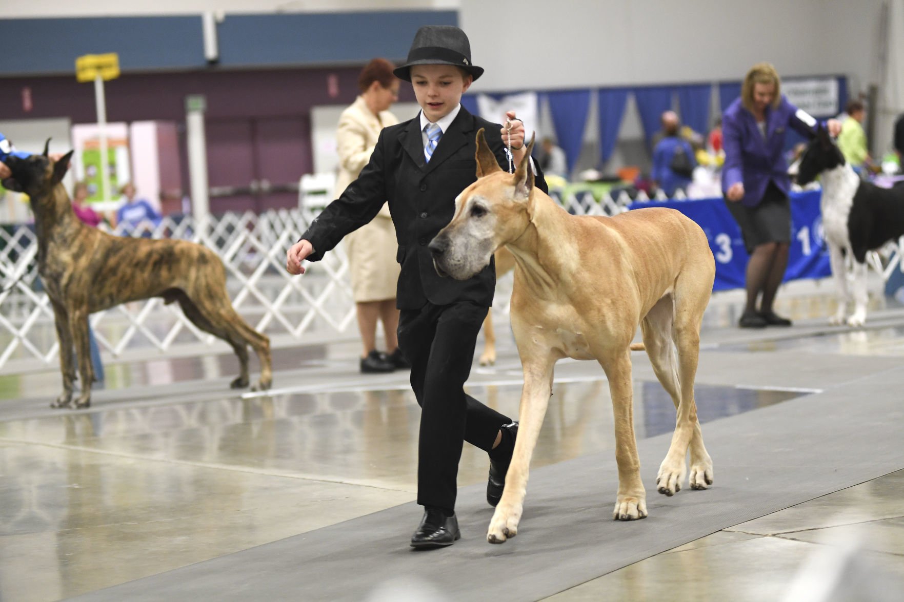 Chintimini shop kennel club