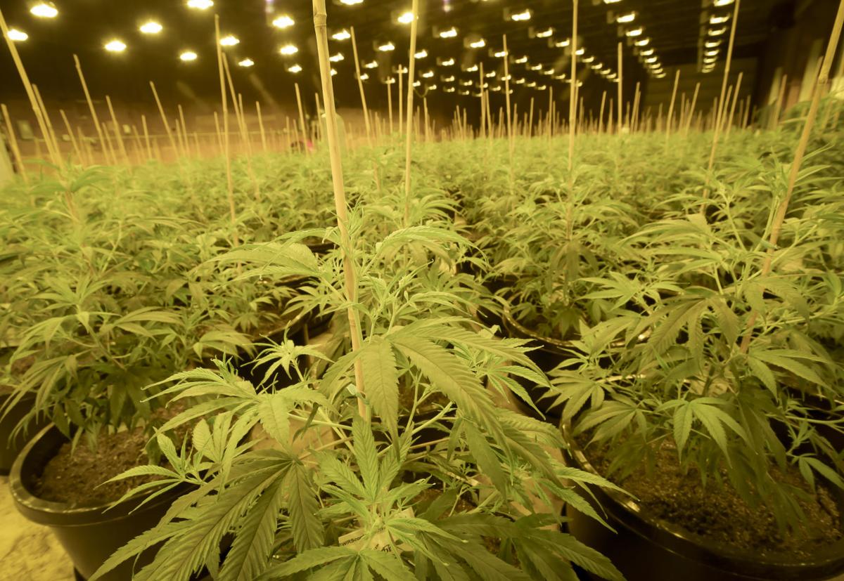 Pioneers Of Hemp Brothers Prove Major Players In New Industry