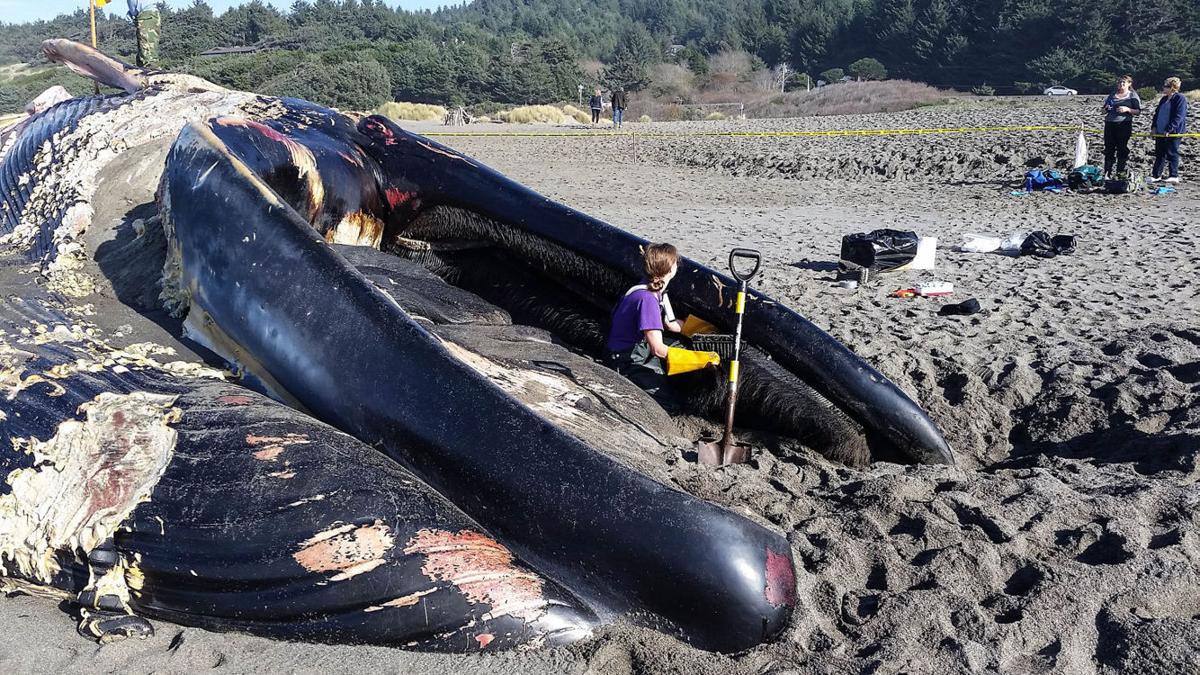 A Titanic Task Blue Whale Bones Salvaged For Display At
