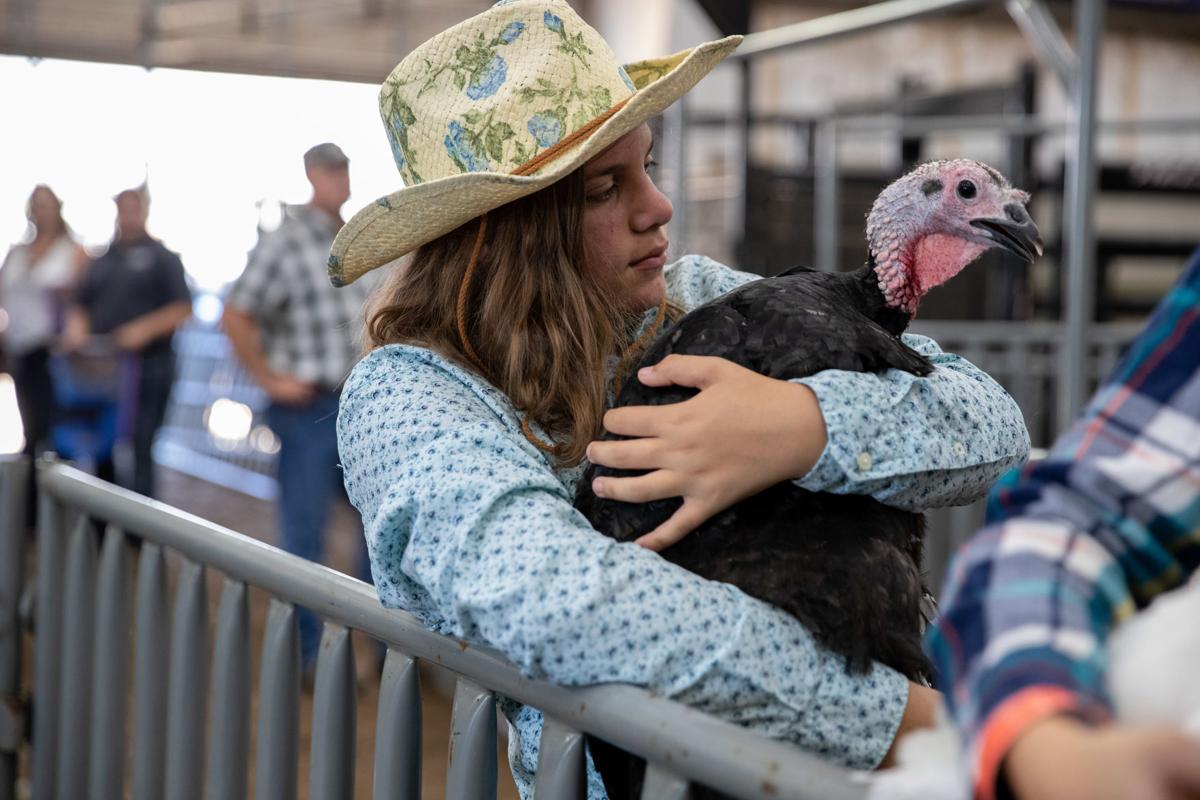 Linn County Fair 2022