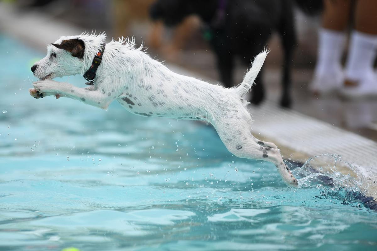 Osborn Aquatic Center Dog Day Osborn Aquatic Center Dog Day
