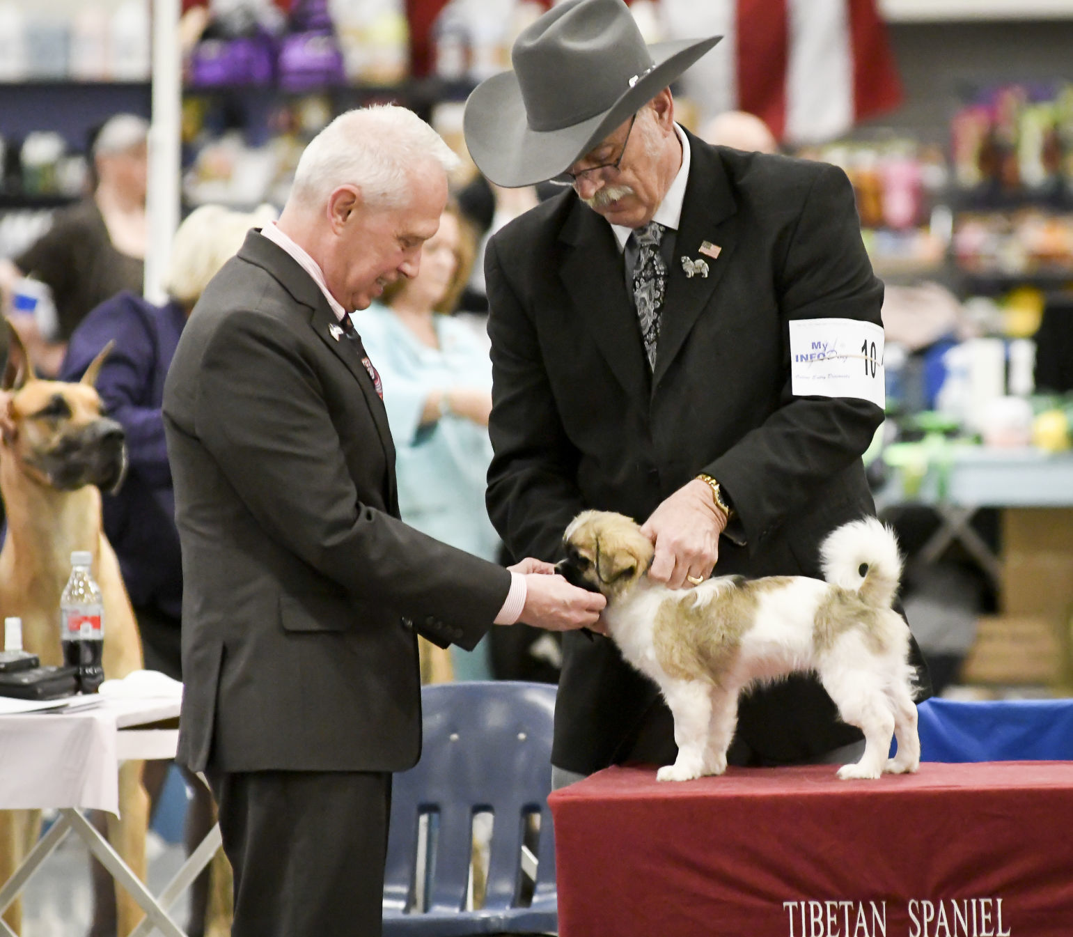 Chintimini 2025 kennel club