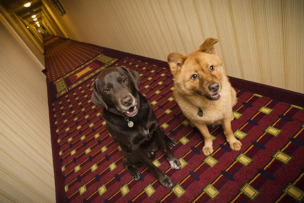 Pet-Friendly Hotel Chains with Low Rates and Low (or no) Pet Fees - Image
