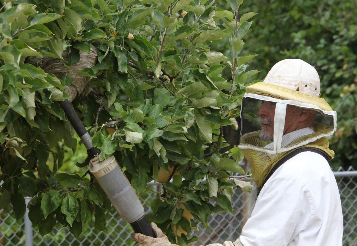 The Story Next Door The Wasp Guy Helps Removes The Sting Local Democratherald Com