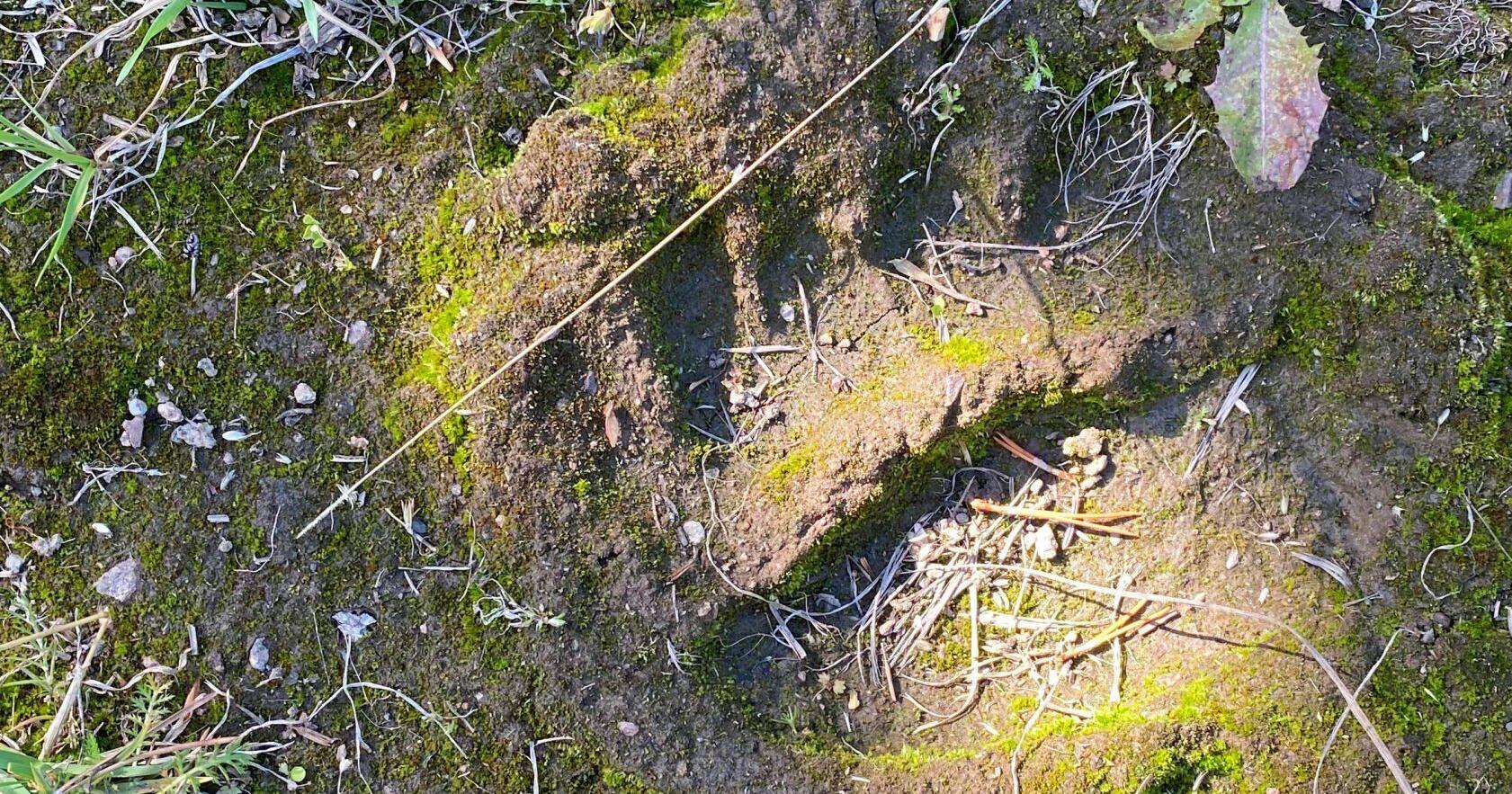 Comments open for Cascades grizzly reintroduction plan - Vimarsana News
