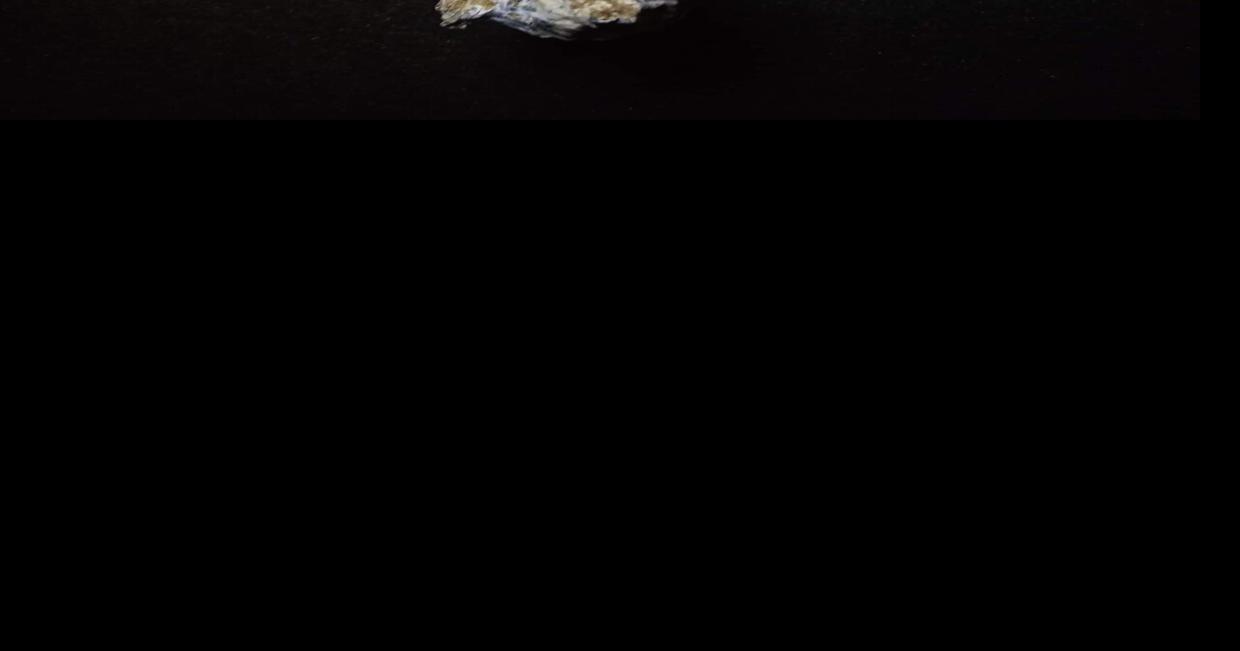 Elections mid willamette valley voters pass mushroom moratoria bans