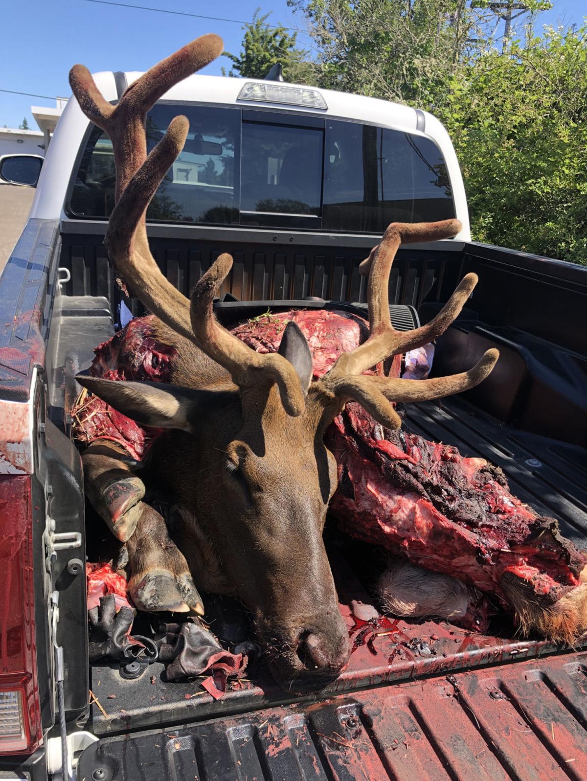 Car Vs Moose Collision