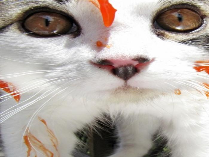 Going Viral Over My Dead Body By Kate Schell Democratherald Com