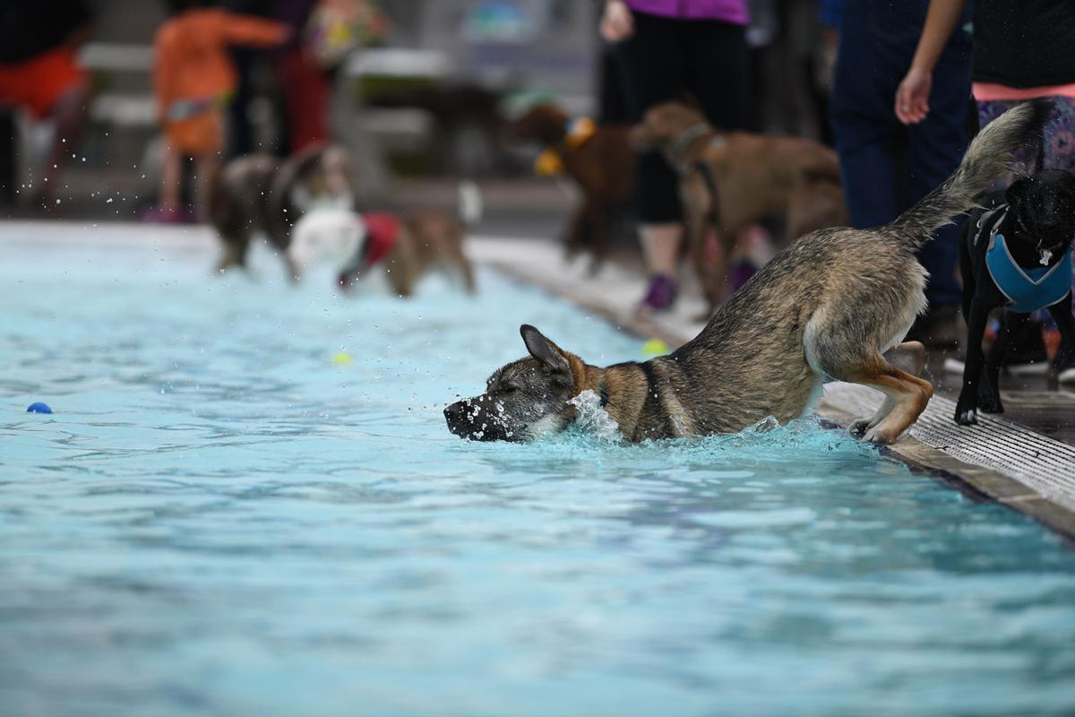 100817-cgt-nws-dogs-0015-ao.jpg