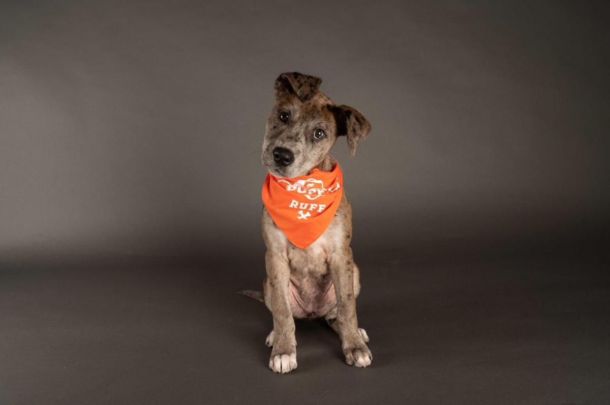 Animal Puppy Bowl will go on as planned. Here�s a