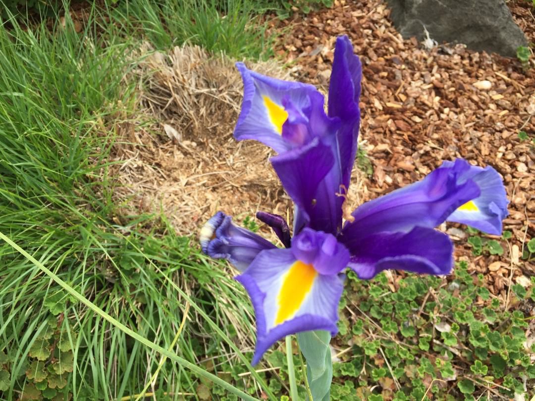 Purple Lily 5-21-19