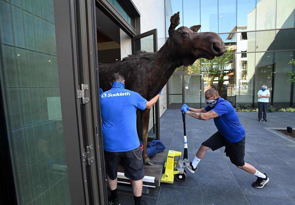 Bruce The Moose Now Fully Restored Takes Place Of Honor In New Corvallis Museum Local Democratherald Com