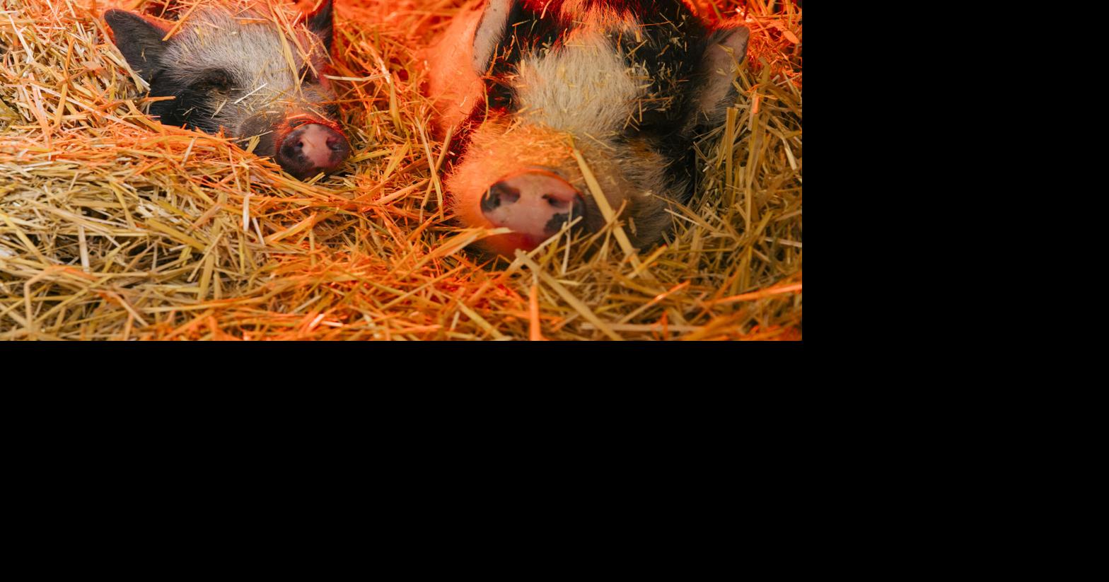 Albany pet pigs find new home outside of Corvallis