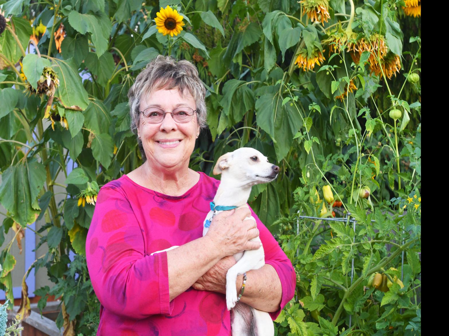 An Unexpected Blessing Corvallis Woman S Sunflowers Bring People Together Local Democratherald Com