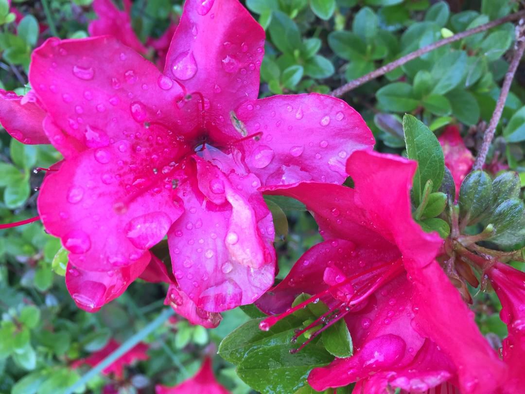 Red Rain 5-19-19