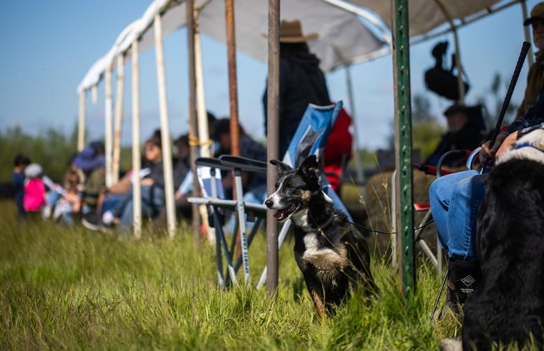 Scio, sheep turn out for resurgent Lamb and Wool Fair