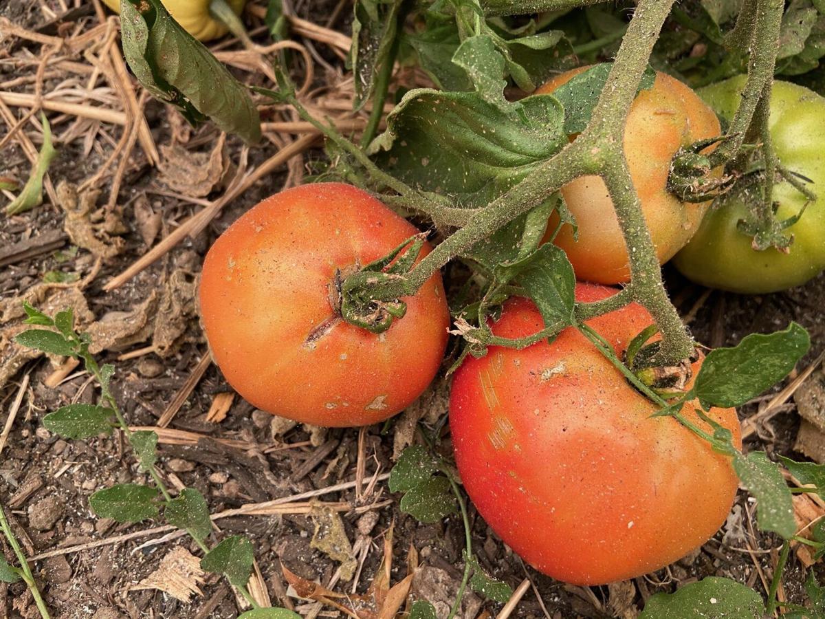 Gardening Dealing with wildlife ash on fruits, vegetables