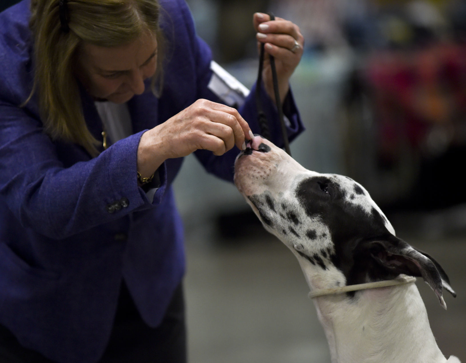 Chintimini hotsell kennel club