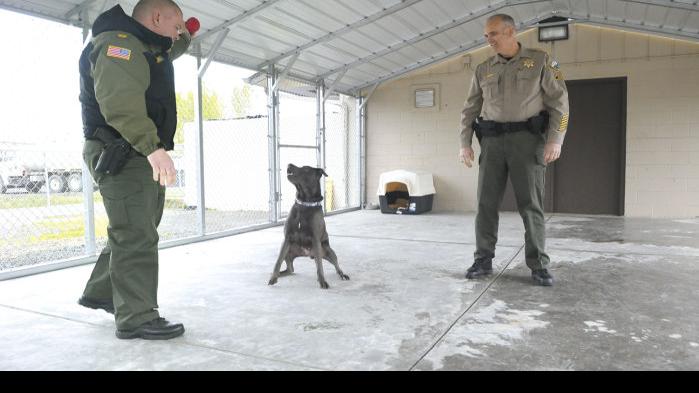 County dog shelter seeks volunteers | Local | democratherald.com