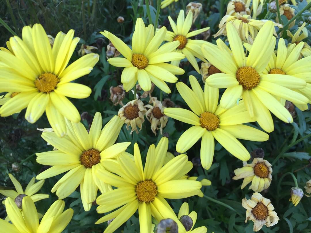 Albany Yellow 11-7-19